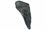 Partial Fossil Megalodon Tooth - South Carolina #250059-1